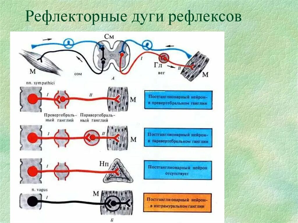 Симпатическая рефлекторная дуга схема. Рефлекторная дуга вегетативной нервной системы физиология. Схема рефлекторной дуги симпатического рефлекса. Дуга вегетативного симпатического рефлекса. Рефлекторные группы