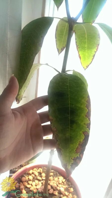 Манго в природе. Болезни дерева манго. Черные точки на листьях манго. Росток манго. Коричневые пятна на листьях манго.