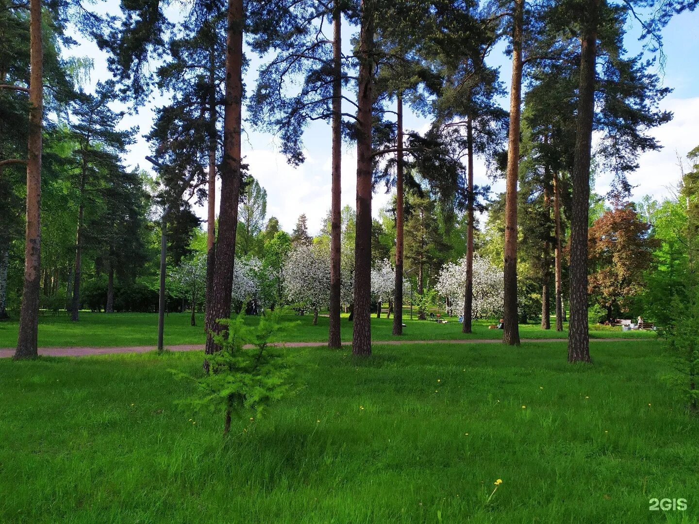 лесопарк сосновка белгород. поселок сосновка чебоксары. лесопарк сосновка. сосновка самое. сосновка (городской округ озёры).