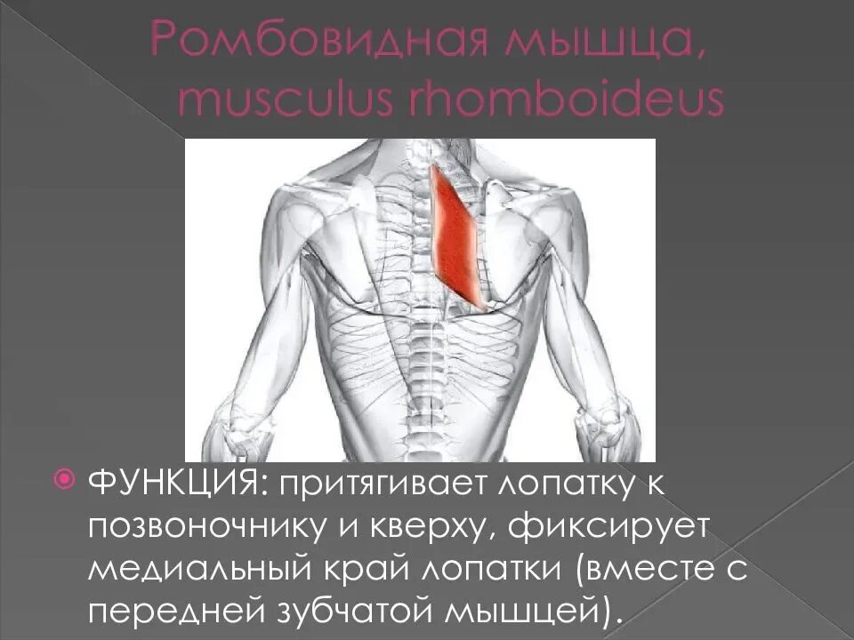 Ромбовидная мышца спины функции. Функция большой ромбовидной мышцы. Упражнения на ромбовидные мышцы спины. Ромбовидная мышца анатомия и функции.