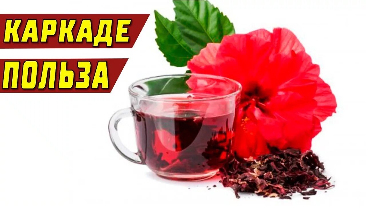 Каркаде дата регистрации. Каркаде дата регистрации