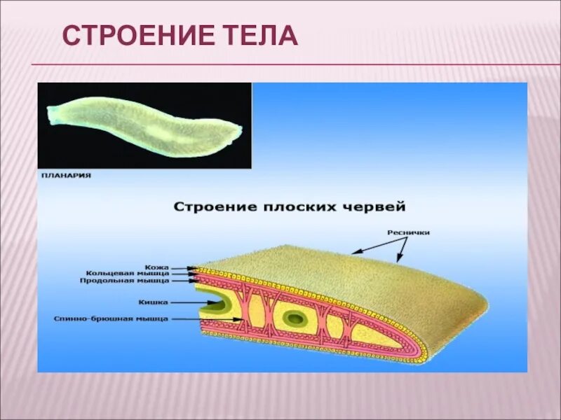 Тип плоские черви червей 7 класс биология. Плоские черви строение классы. Тип плоских червей 7 класс биология. Тип плоские черви презентация 7 класс. Назвать плоских червей