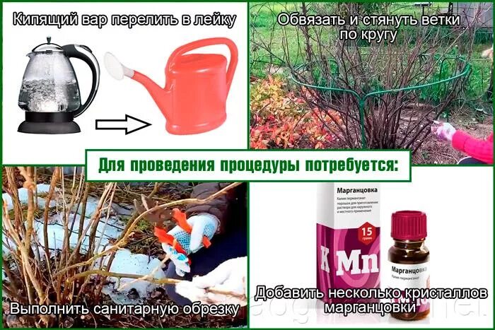 Как правильно облить смородину кипятком весной температура. Обработка кустов кипятком. когда обливать кусты кипятком. обработка кустов смородины весной кипятком. если цветок полить кипятком.