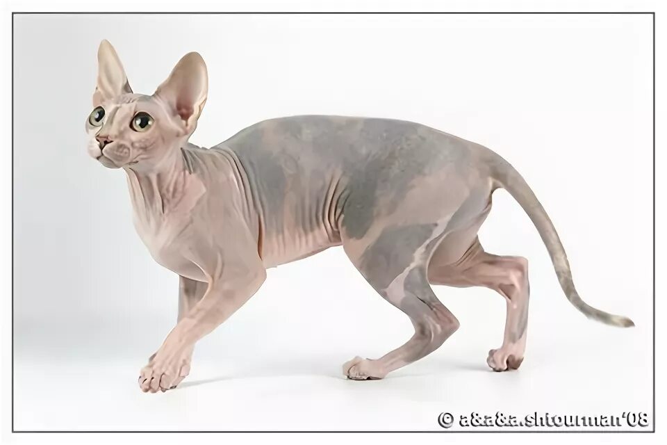 сфинкс стерлитамак. котята сфинкс ярославль. донской сфинкс котята. котята сфинксы в добрые руки. донской сфинкс саратов питомник.