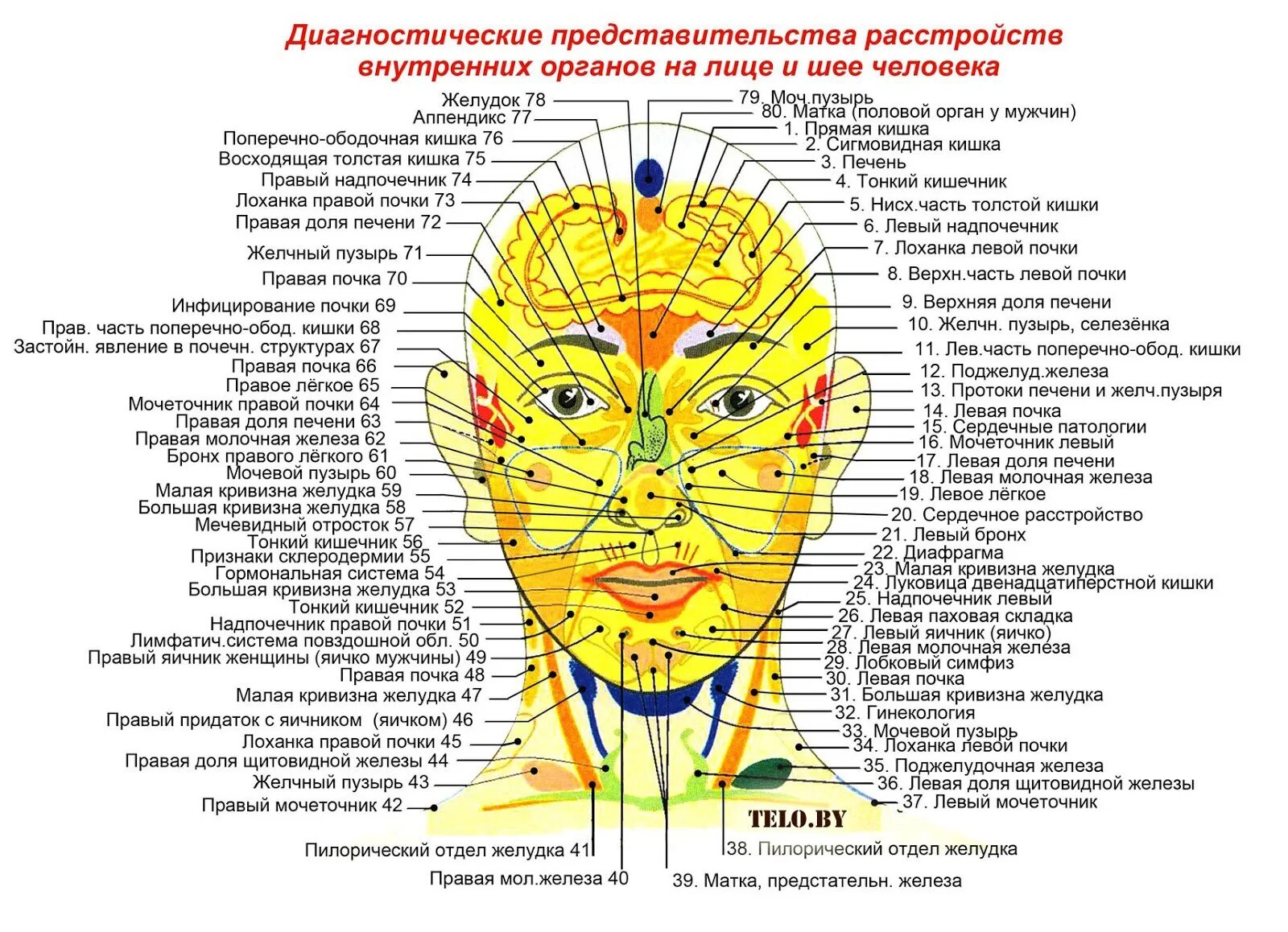 Прыщ на левой брови. Огулов проекционные зоны лицо. Проекционные зоны органов на лице Огулов. Проекция органов на лице человека прыщи. Проекционные зоны внутренних органов на лице человека.