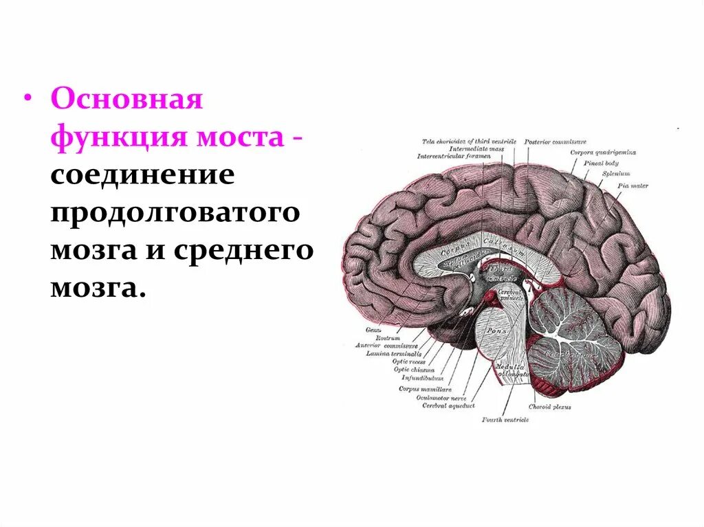 Мост мозга кратко. Функции моста заднего мозга. Задний мозг мост строение. Задний мозг мозг анатомия. Функции продолговатого мозга головного мозга.