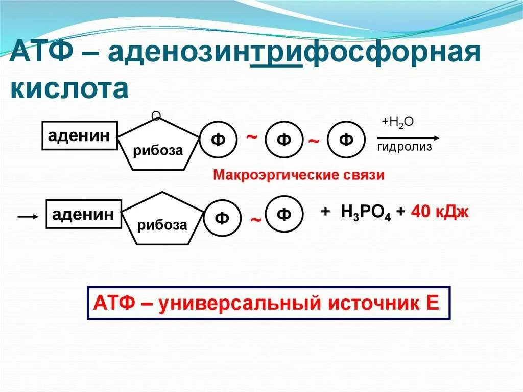 Рисунок молекулы атф. Схема структуры молекулы АТФ. Структура и строение АТФ. Строение молекулы АТФ. Структурные элементы АТФ.