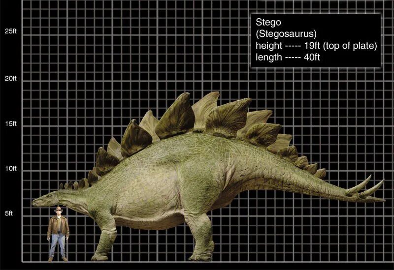 Сравнение динозавров. Стегозавр Трицератопс Анкилозавр. Стегозавр Jurassic World. Трицератопс ‚Анкилозавр‚Стегозавр. Парк Юрского периода 3 Стегозавр.