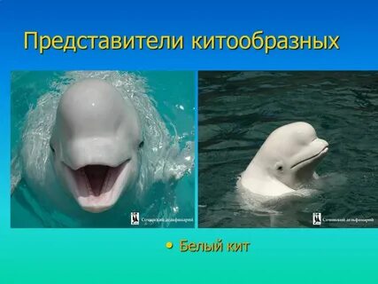 Кит приспособление к среде