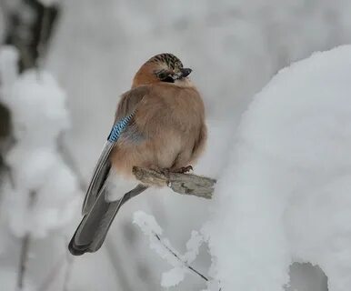 Сойка фото птицы зимой
