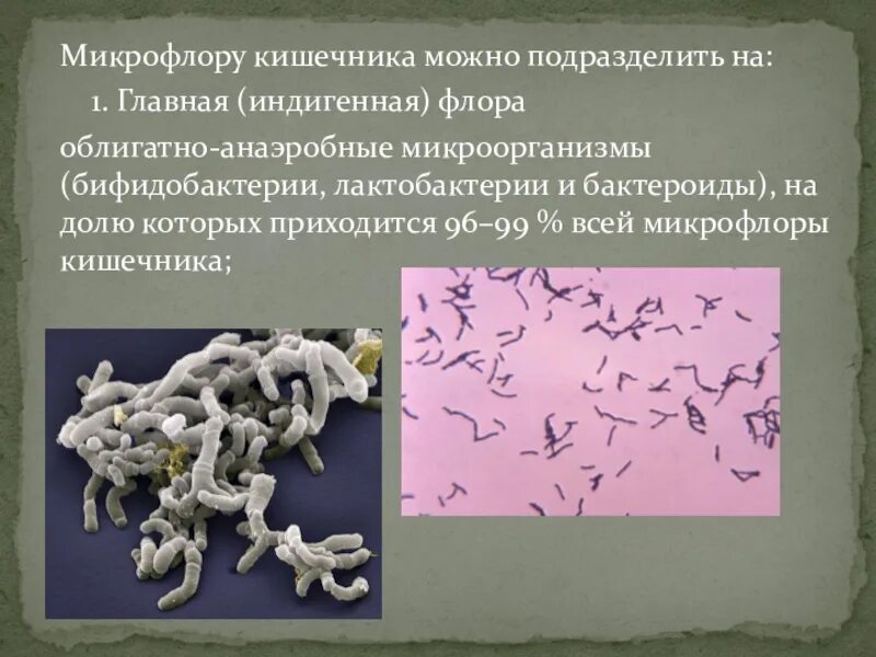 Микрофлора теста. Индигенная микрофлора кишечника. анаэробная микрофлора. анаэробная флора в гинекологии что это. облигатно анаэробные бактерии.