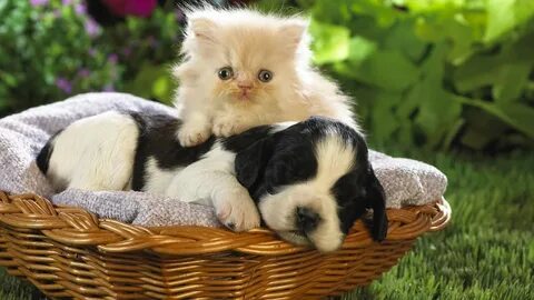 Kitten pet