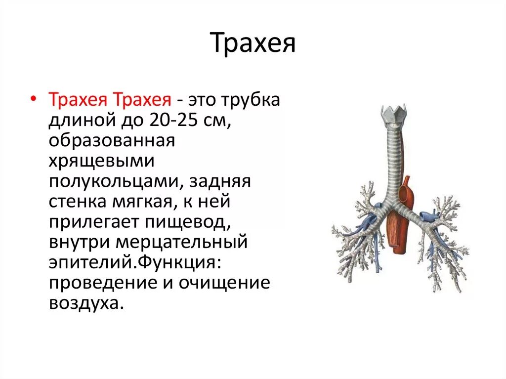 Трахея положение строение функции. Трахея система органов функции системы. Функции трахеи 8 класс биология. Трахея система органов биология 8 класс. Функции трахеи животных