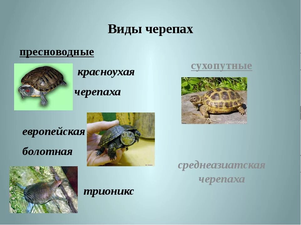 Впадают ли в спячку домашние черепахи. Красноухая черепаха классификация. черепахи впадают в спячку. красноухие черепахи впадают в спячку. водные черепахи впадают в спячку.