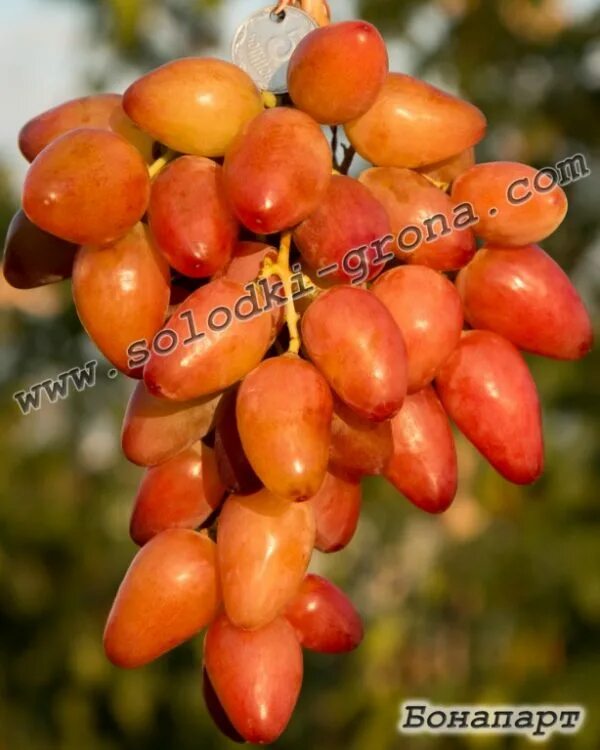 Семена томатов бонапарт. Bonapart (бонапарт) bad birnbach. Томат бонапарт f1 ( vilmorin) 5шт. Сорт бонапарт. Семена помидор пинк гарант f1.