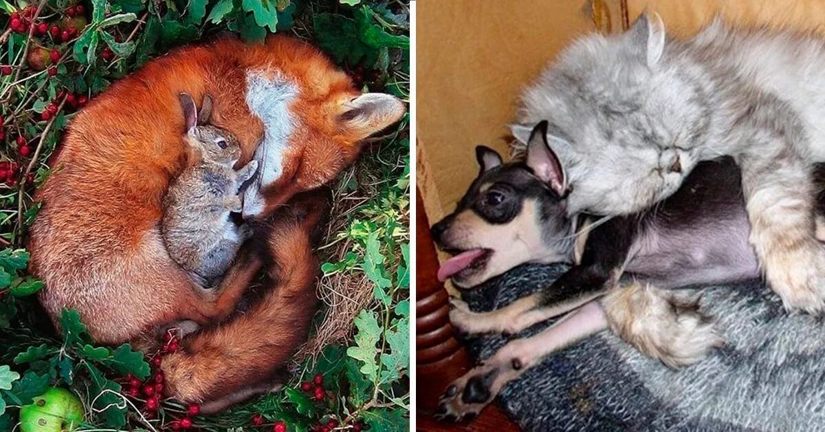 Хорошо ли быть животным