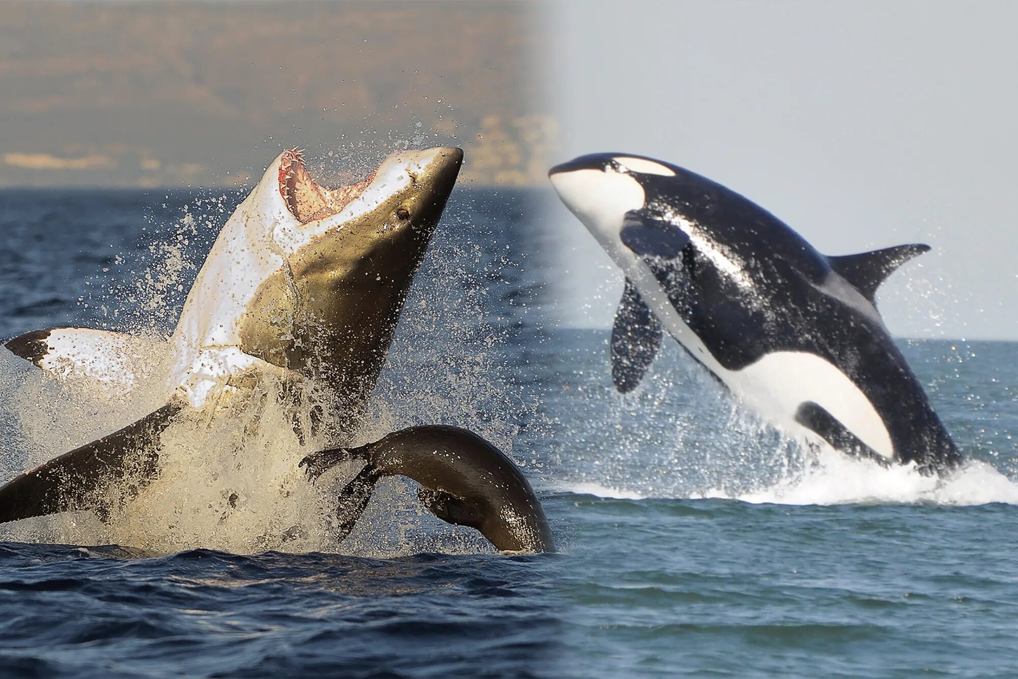 Белая акула против. Orca vs White Shark. Дельфин против акулы. Whale vs Shark.