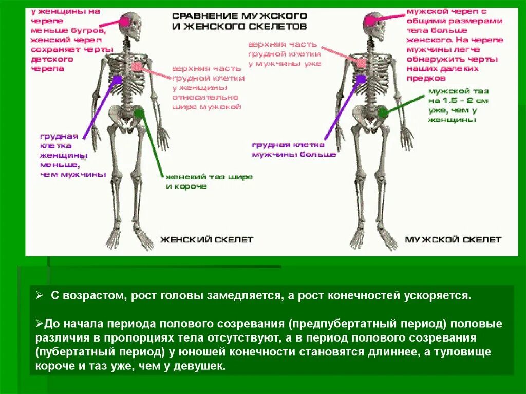 Скелет мужчины и женщины отличия. Строение мужского и женского скелета. Сравнение мужского и женского скелета. Скелет женщины и мужчины различия. Мужской и женский скелет