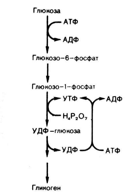 Айетон. Окисление ацетона перманганатом. Карбоновая кислота lialh4. Окисление ацетона перманганатом. Цикл бета окисления жирных кислот.