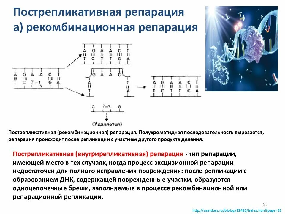 Репарации микробиология. Пострепликативная репарация днк. Пострепликативная (рекомбинантная) репарация. Пострепликативная репарация, рекомбинационная репарация). Гомологичная рекомбинация днк репарация.
