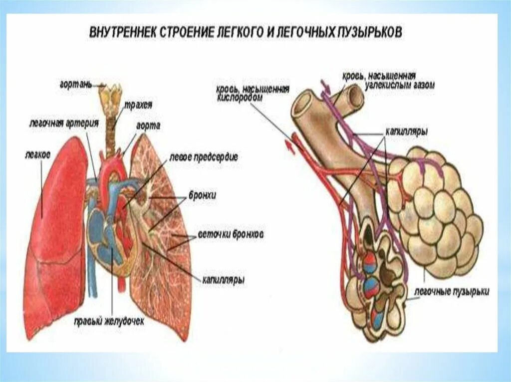 Строение легкого. Строение легких человека. Строение легкого кратко. Строение легких у детей. Тыныс алу жүйесінің