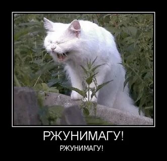 Где кот смеется