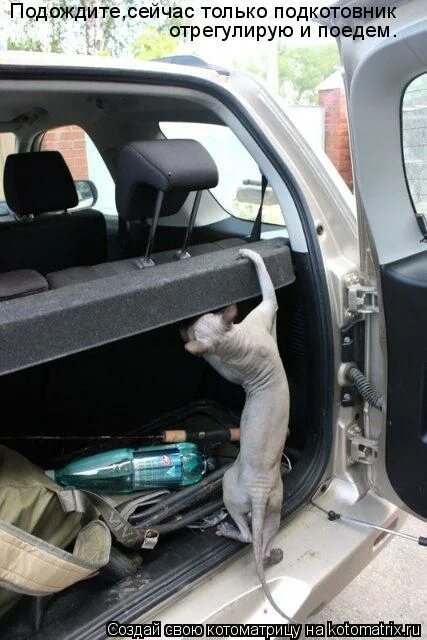 и поймать перо жар птицы мем. дослушав. сейчас подожди. надо щас подожди мем. котик щас подожди.