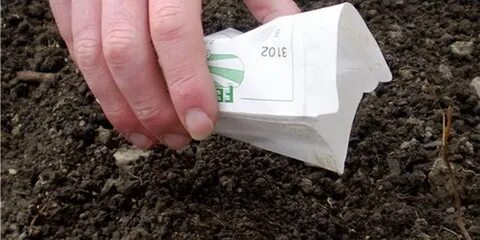 Когда сажать репу в открытый грунт