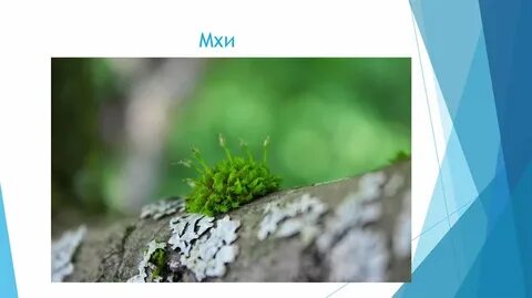 Мхи 5 класс биология