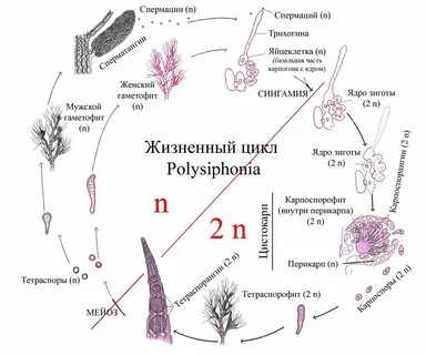 Жизненный цикл красных