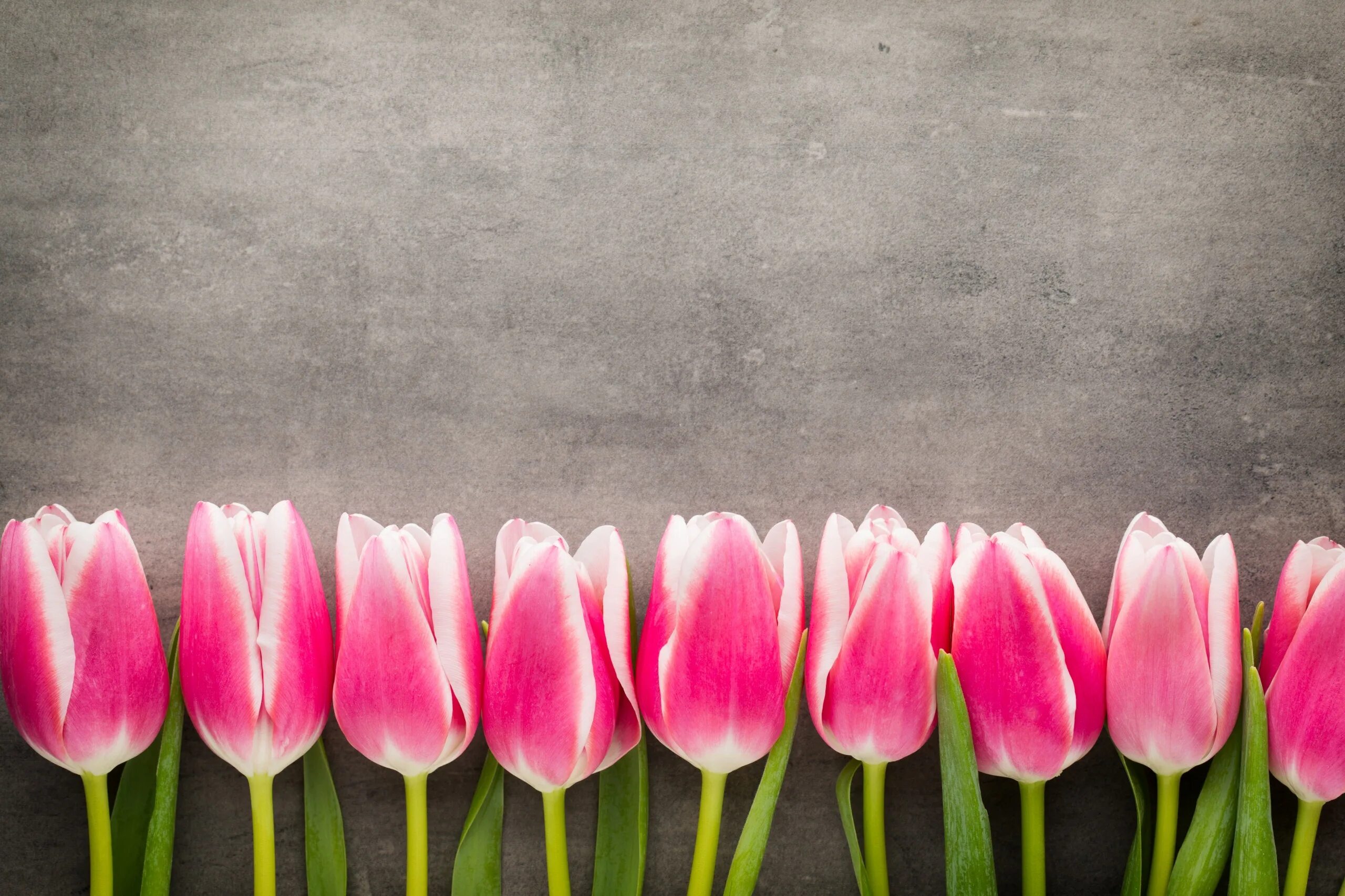 Что значат розовые тюльпаны. Розовые тюльпаны. Тюльпаны фон. Обои на рабочий стол тюльпаны. Тюльпаны на розовом фоне.