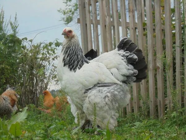 Яйца кур брама. Куры Брама яйца. Куры Брама Браун. Турецкие Брама.