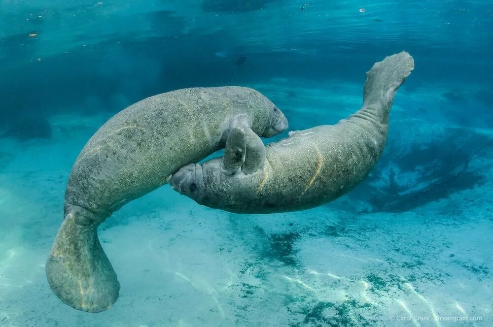 Дюгонь морская корова. Ламантин морская корова. Амазонский Ламантин. Ламантины морские млекопитающие. Спаривание морских