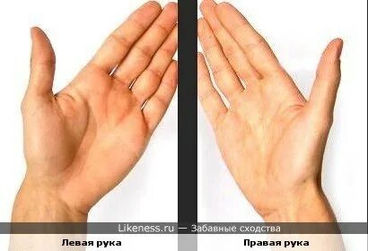 Леворукие и праворукие полушария. Левый активный. За что отвечает левое полушарие мозга у ребенка. Левый активный. Левый активный.