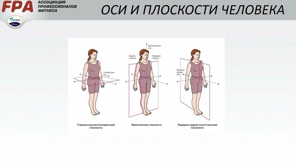 В каких плоскостях происходит движение