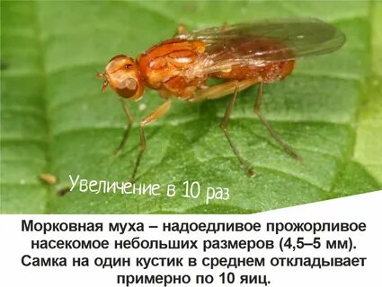 Метод муха