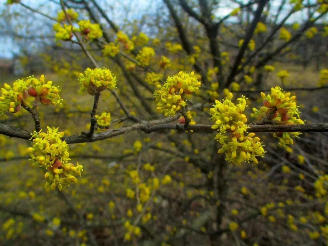 кизил обыкновенный цветет. кизил кустарник цветение. кизил дерево цветет. кизил цветение. кизил куст цветение.