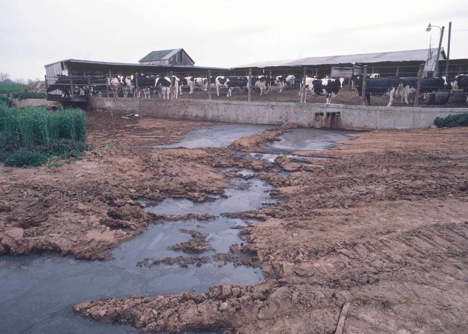 Стоки животноводческих комплексов. Сельскохозяйственное загрязнение воды. Сельскохозяйственные сточные воды. Загрязнение воды промышленными отходами. Навоз вода