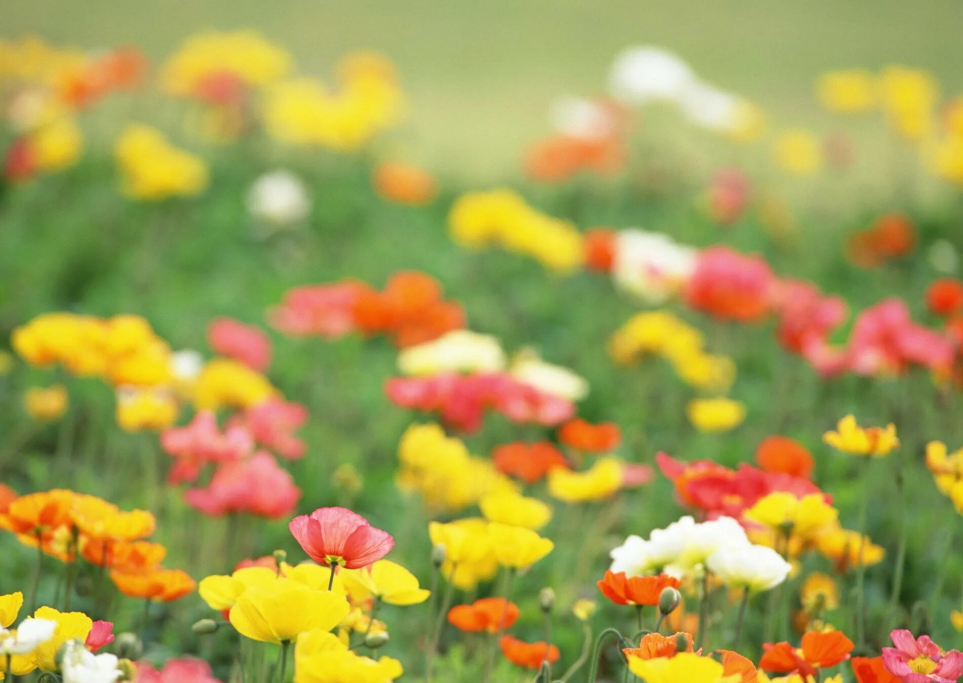 весенняя природа. поляна цветов фото. поляна с цветами. поляна цветов фото. поляна цветов фото.