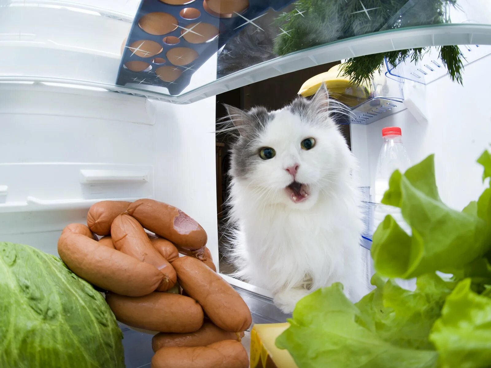 Кот который ест все подряд. Коты и сосиски. кошка на холодильник. коты в холодильнике. кот крадет сосиску.