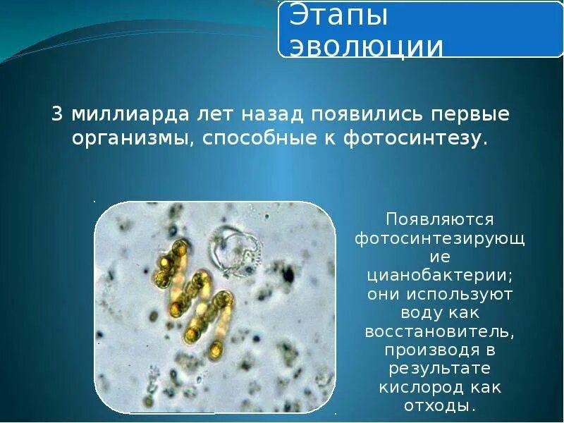 Где появились 1 организмы на земле. Первые способные к фотосинтезу организмы появились. Организм который способен фотосинтезировать. Живые организмы способные к фотосинтезу. Из одноклеточных организмов к фотосинтезу способна.