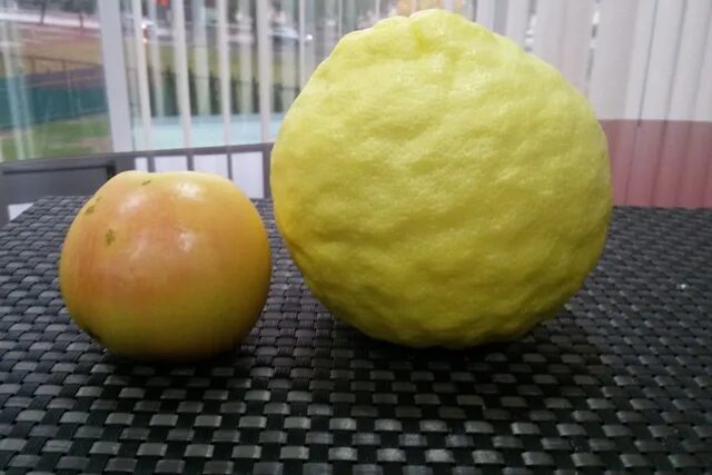 Вес 1 лимона. Вес лимона. Лимон вес 1 шт. Вес среднего лимона. Вес одного лимона.