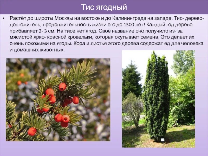 Тис голосеменное: найдено 90 изображений
