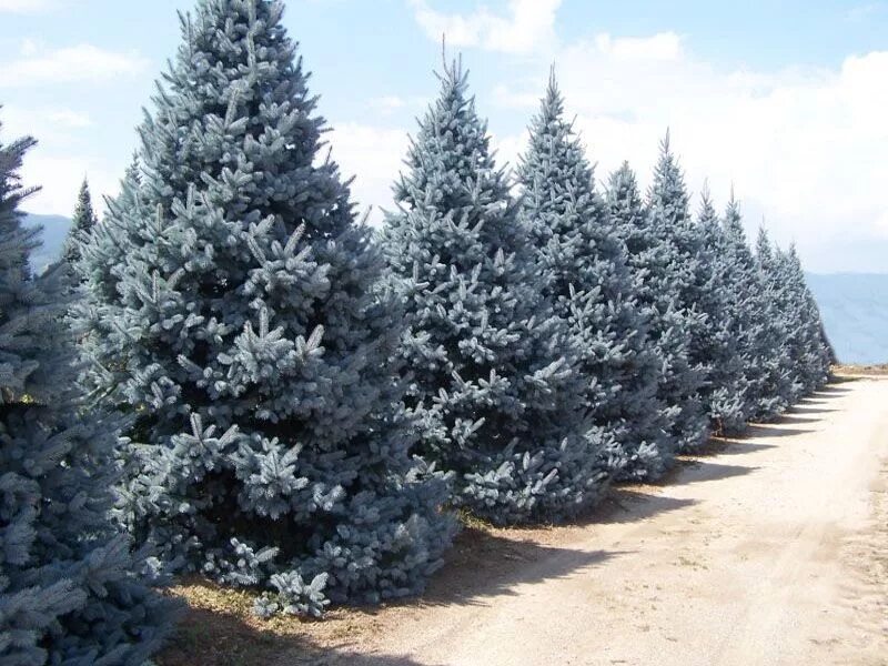 Ель колючая глаука глобоза. 5. Фотиния растение голубая ель. Голубая ель 5 м. Ель голубая (picea pungens blue diamond).