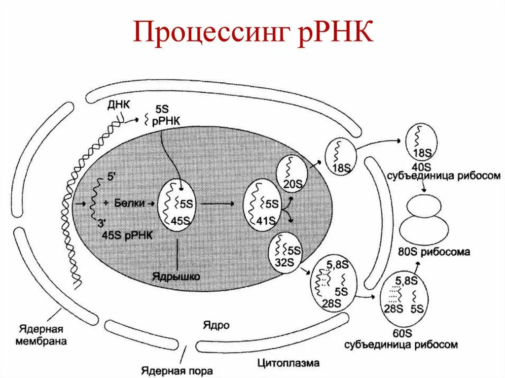 Процессинг предшественника РРНК. Схема процессинга РНК. Процессинг РРНК У прокариот. Процессинг ТРНК И РРНК У эукариот. Процессинг синтез