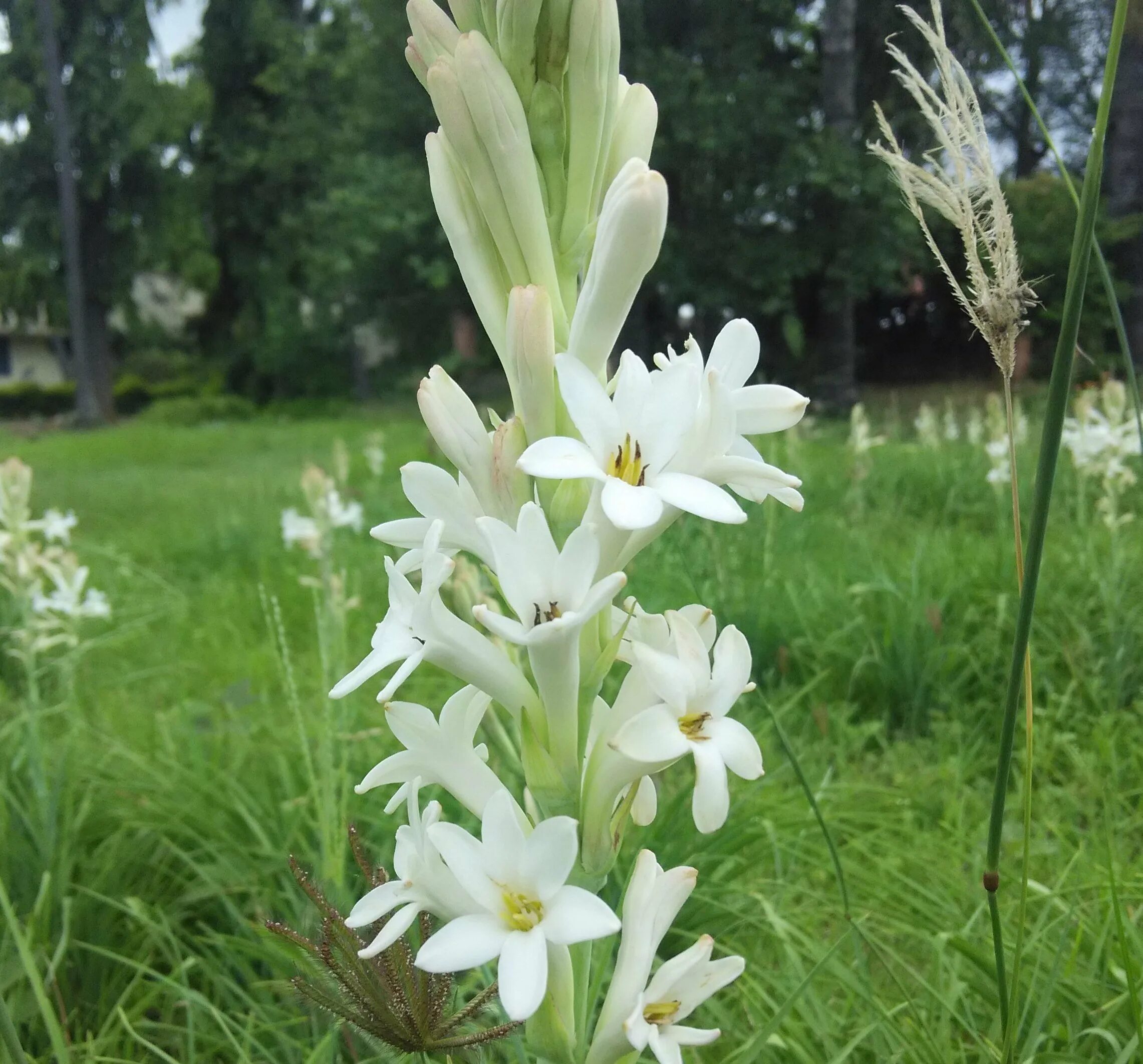 Полиантес Тубероза. Тубероза (полиантес клубненосный). Тубероза (Polianthes tuberosa). Полиантес Тубероза Сенсейшн.