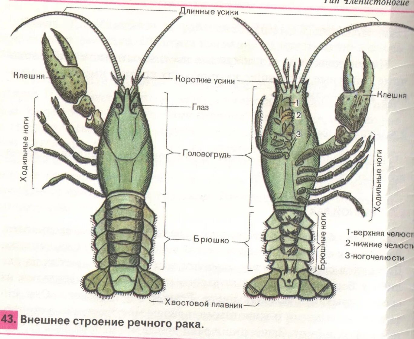 Количество хромосом речного рака. Строение ракообразных 7 класс. Внешнее строение ракообразных 7 класс биология. Внешнее строение ракообразных рисунок. Класс ракообразные внешнее строение.