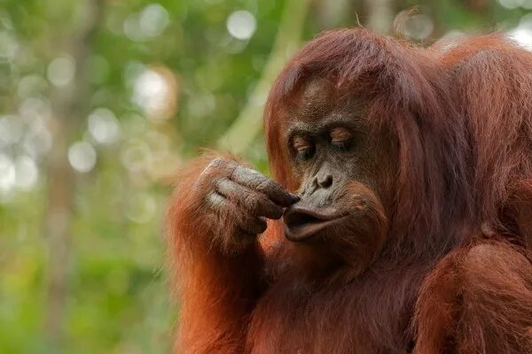 Orangutan Ugly animals, Funny animals, Animals beautiful