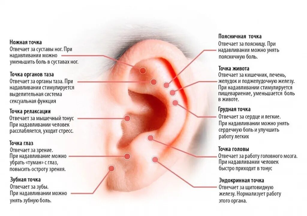 Чего ухи гудят. Биологически активные точки на ухе схема. Точки акупунктуры на ушной раковине. Акупунктурные точки ушной раковины. Акупунктурные точки на ухе для снижения веса.
