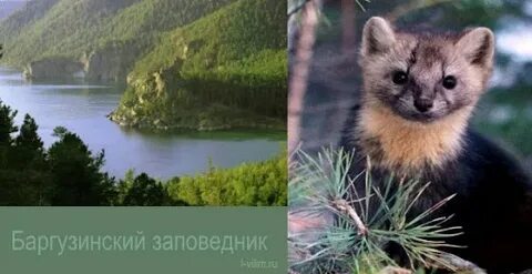 1 баргузинский заповедник